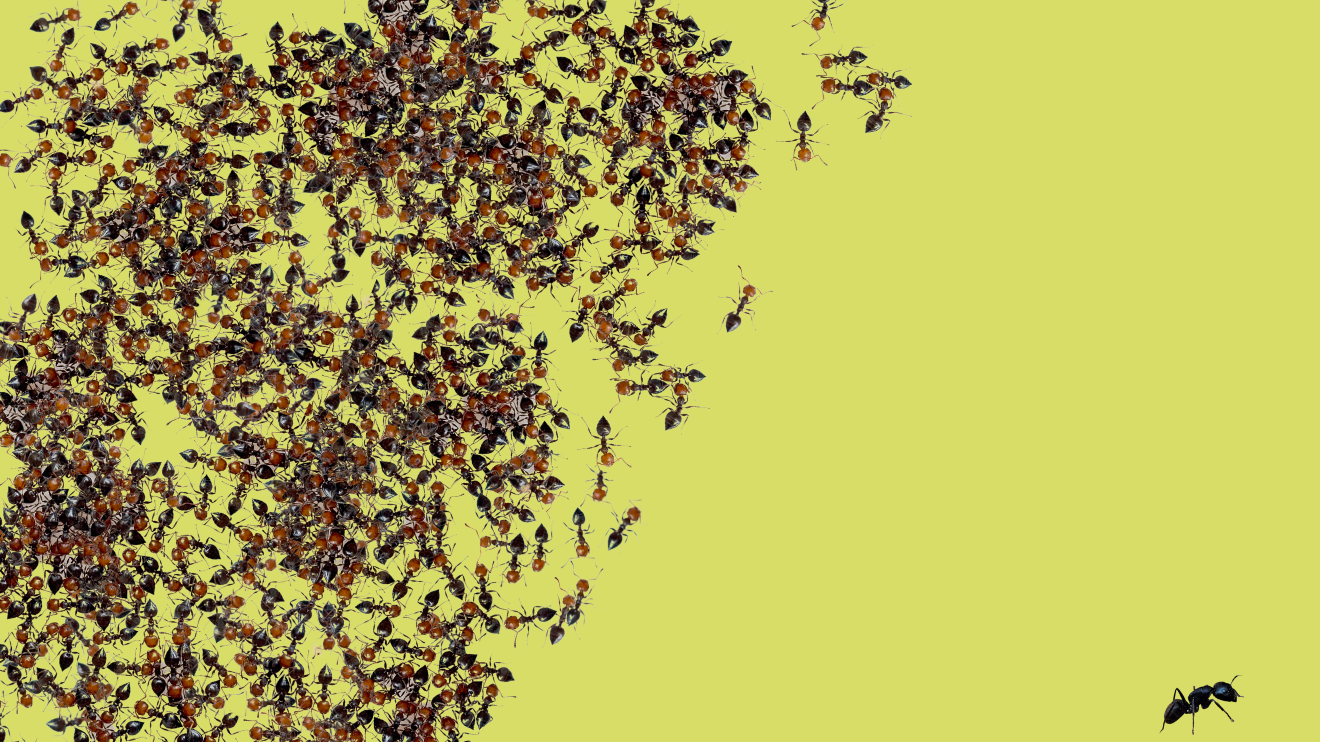 A dense group of red ants in the top left and a solitary ant in the far right corner